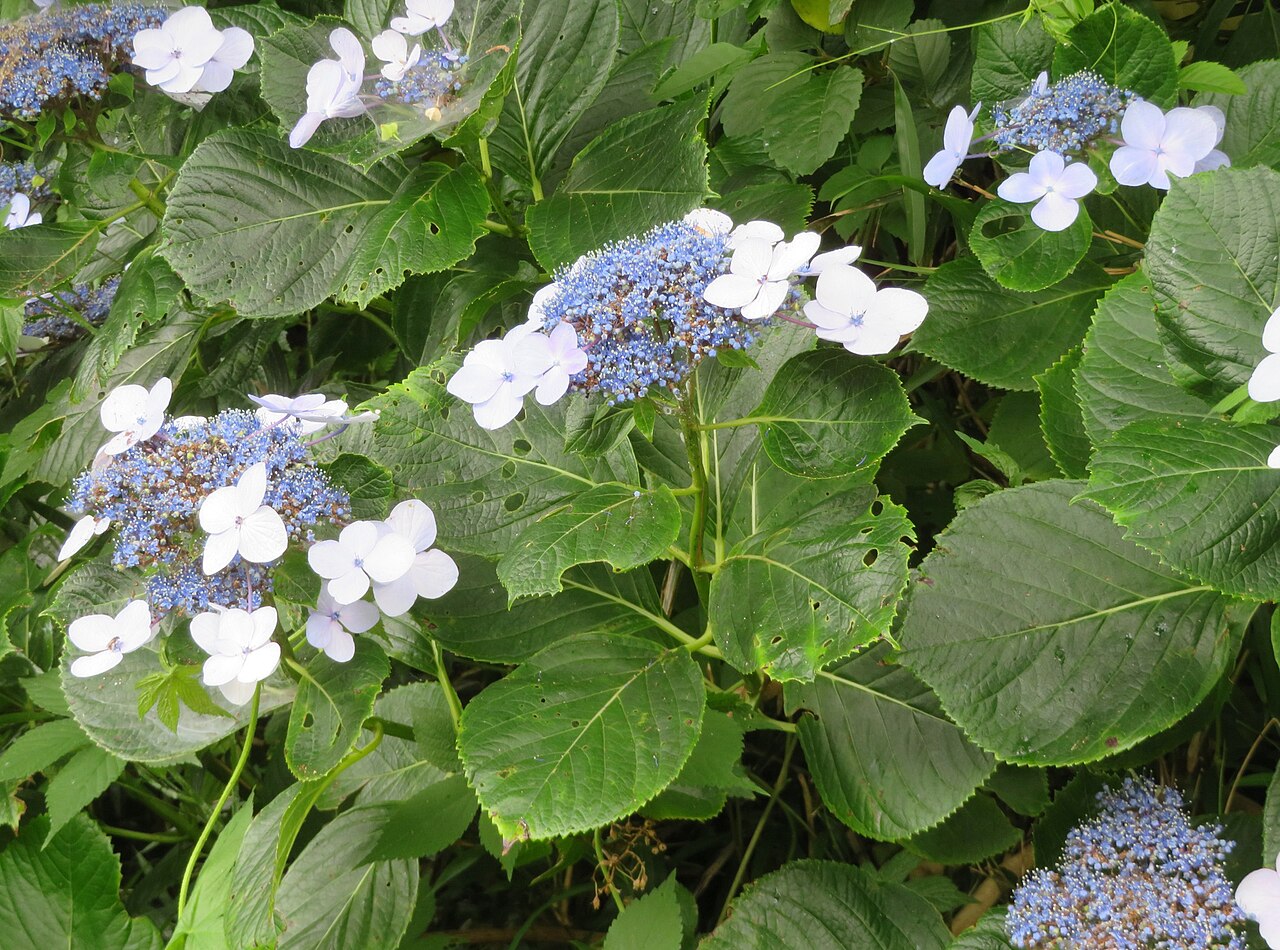 hortensja ogrodowa — zdjęcie