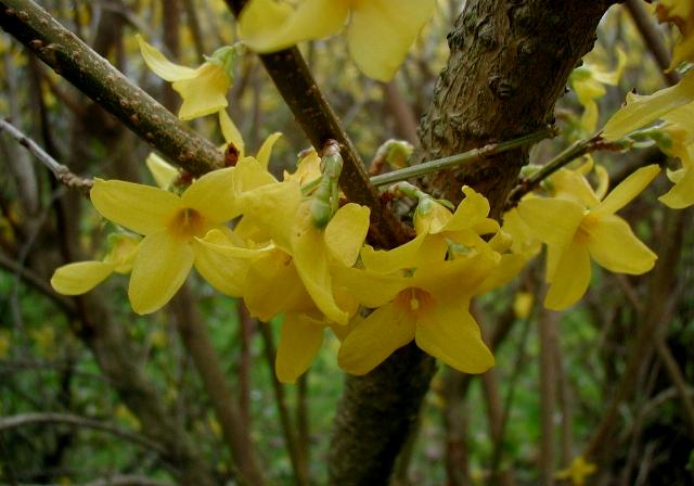 forsycja posrednia — zdjęcie