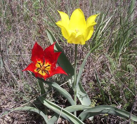 tulipan — zdjęcie