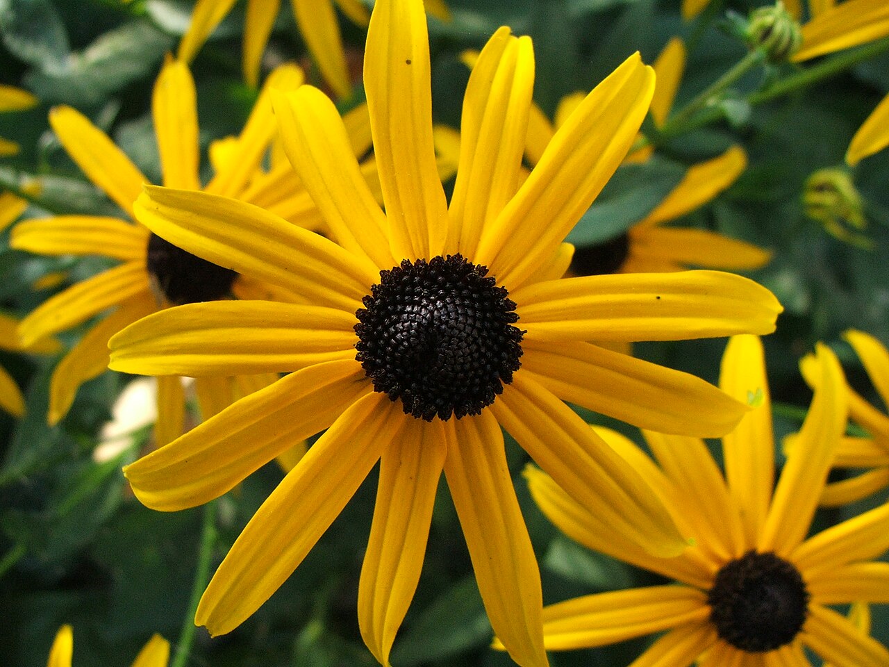 rudbekia blyskotliwa — zdjęcie